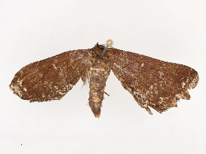  ( - CBG-B04781-A02)  @11 [ ] CreativeCommons - Attribution Share - Alike (2025) CBG Photography Group Centre for Biodiversity Genomics