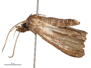  ( - CBG-B04781-A05)  @11 [ ] CreativeCommons - Attribution Share - Alike (2025) CBG Photography Group Centre for Biodiversity Genomics