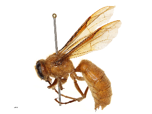  (Provespa barthelemyi - CBG-B04781-C01)  @11 [ ] CreativeCommons - Attribution Share - Alike (2025) CBG Photography Group Centre for Biodiversity Genomics