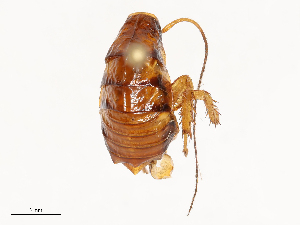  (Periplaneta brunnea - CBG-B04781-C03)  @11 [ ] CreativeCommons - Attribution Share - Alike (2025) CBG Photography Group Centre for Biodiversity Genomics