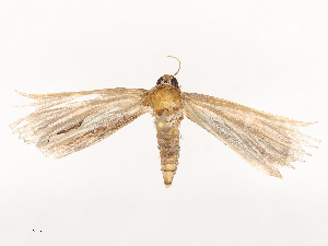  ( - CBG-B04781-C06)  @11 [ ] CreativeCommons - Attribution Share - Alike (2025) CBG Photography Group Centre for Biodiversity Genomics