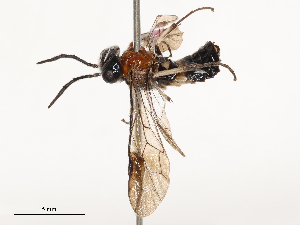  ( - CBG-B04781-D03)  @11 [ ] CreativeCommons - Attribution Share - Alike (2025) CBG Photography Group Centre for Biodiversity Genomics