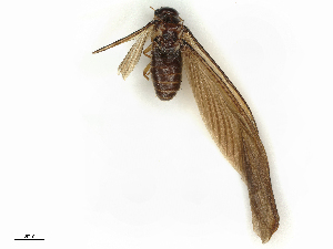  ( - CBG-B04794-H07)  @11 [ ] CreativeCommons - Attribution Share - Alike (2025) CBG Photography Group Centre for Biodiversity Genomics