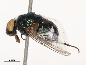  ( - CBG-B04806-B12)  @11 [ ] CreativeCommons - Attribution Share - Alike (2025) CBG Photography Group Centre for Biodiversity Genomics