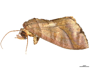  ( - CBG-B04806-C05)  @11 [ ] CreativeCommons - Attribution Share Alike (2025) CBG Photography Group Centre for Biodiversity Genomics