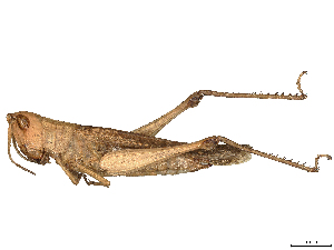  ( - CBG-B04806-F05)  @11 [ ] CreativeCommons - Attribution Share Alike (2025) CBG Photography Group Centre for Biodiversity Genomics