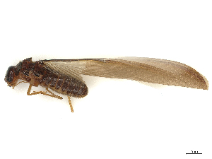  ( - CBG-B04806-H06)  @11 [ ] CreativeCommons - Attribution Share Alike (2025) CBG Photography Group Centre for Biodiversity Genomics