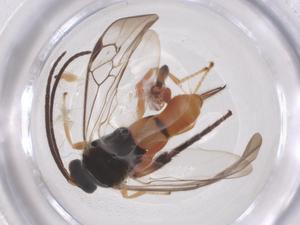  ( - CBG-B04816-G04)  @11 [ ] CreativeCommons - Attribution Share - Alike (2025) Centre for Biodiversity Genomics Centre for Biodiversity Genomics