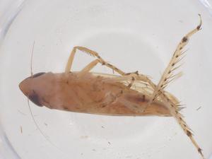  ( - CBG-B04817-D09)  @11 [ ] CreativeCommons - Attribution Share - Alike (2025) Centre for Biodiversity Genomics Centre for Biodiversity Genomics