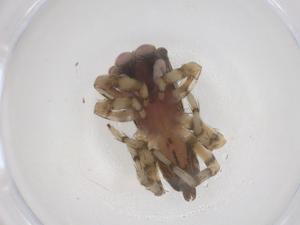  ( - CBG-B04817-E10)  @11 [ ] CreativeCommons - Attribution Share - Alike (2025) Centre for Biodiversity Genomics Centre for Biodiversity Genomics