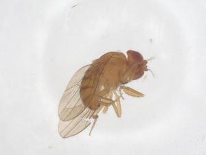  ( - CBG-B04846-B08)  @11 [ ] CreativeCommons - Attribution Share - Alike (2025) Centre for Biodiversity Genomics Centre for Biodiversity Genomics