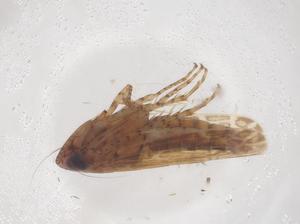  ( - CBG-B04861-C05)  @11 [ ] CreativeCommons - Attribution Share - Alike (2025) Centre for Biodiversity Genomics Centre for Biodiversity Genomics