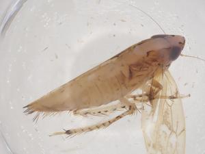  ( - CBG-B04861-D06)  @11 [ ] CreativeCommons - Attribution Share - Alike (2025) Centre for Biodiversity Genomics Centre for Biodiversity Genomics