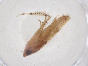  ( - CBG-B04861-D10)  @11 [ ] CreativeCommons - Attribution Share - Alike (2025) Centre for Biodiversity Genomics Centre for Biodiversity Genomics