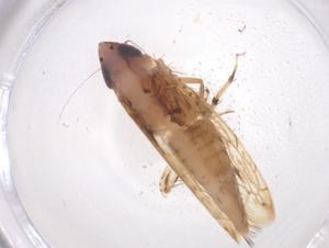  ( - CBG-B04863-F01)  @11 [ ] CreativeCommons - Attribution Share - Alike (2025) Centre for Biodiversity Genomics Centre for Biodiversity Genomics