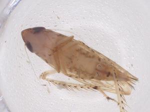  ( - CBG-B04863-G08)  @11 [ ] CreativeCommons - Attribution Share - Alike (2025) Centre for Biodiversity Genomics Centre for Biodiversity Genomics