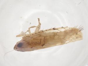  ( - CBG-B04864-H02)  @11 [ ] CreativeCommons - Attribution Share - Alike (2025) Centre for Biodiversity Genomics Centre for Biodiversity Genomics