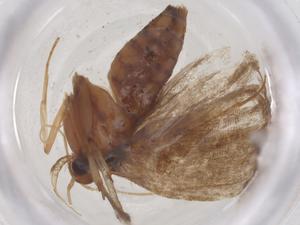  ( - CBG-B04889-F02)  @11 [ ] CreativeCommons - Attribution Share - Alike (2025) Centre for Biodiversity Genomics Centre for Biodiversity Genomics