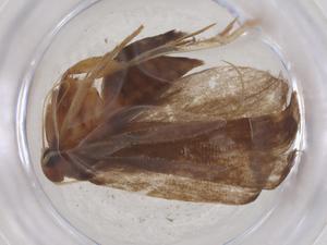  ( - CBG-B04889-F10)  @11 [ ] CreativeCommons - Attribution Share - Alike (2025) Centre for Biodiversity Genomics Centre for Biodiversity Genomics