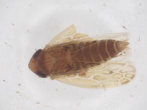  ( - CBG-B04911-E08)  @11 [ ] CreativeCommons - Attribution Share - Alike (2025) Centre for Biodiversity Genomics Centre for Biodiversity Genomics