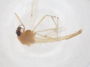  ( - CBG-B04911-F03)  @11 [ ] CreativeCommons - Attribution Share - Alike (2025) Centre for Biodiversity Genomics Centre for Biodiversity Genomics