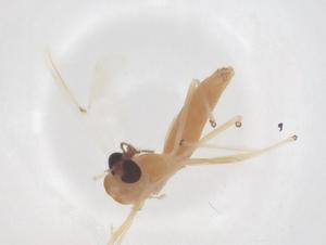  ( - CBG-B04912-B08)  @11 [ ] CreativeCommons - Attribution Share - Alike (2025) Centre for Biodiversity Genomics Centre for Biodiversity Genomics