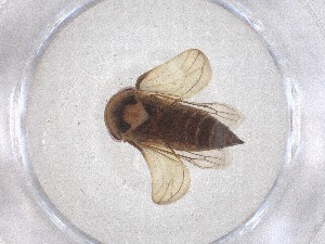  ( - CBG-B04977-D04)  @11 [ ] CreativeCommons - Attribution Share - Alike (2025) CBG Photography Group Centre for Biodiversity Genomics