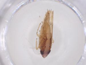  ( - CBG-B04978-F02)  @11 [ ] CreativeCommons - Attribution Share - Alike (2025) Centre for Biodiversity Genomics Centre for Biodiversity Genomics