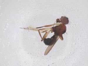  (Hypselothyrea - CBG-B04978-G11)  @11 [ ] CreativeCommons - Attribution Share - Alike (2025) Centre for Biodiversity Genomics Centre for Biodiversity Genomics