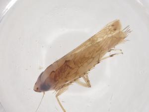  ( - CBG-B04979-G06)  @11 [ ] CreativeCommons - Attribution Share - Alike (2025) Centre for Biodiversity Genomics Centre for Biodiversity Genomics