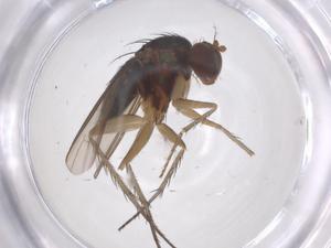  ( - CBG-B04980-H03)  @11 [ ] CreativeCommons - Attribution Share - Alike (2025) Centre for Biodiversity Genomics Centre for Biodiversity Genomics