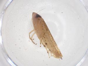  ( - CBG-B04997-G10)  @11 [ ] CreativeCommons - Attribution Share - Alike (2025) Centre for Biodiversity Genomics Centre for Biodiversity Genomics