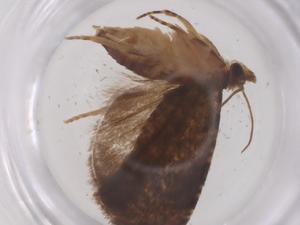  (Endothenia citharistis - CBG-B04998-A06)  @11 [ ] CreativeCommons - Attribution Share - Alike (2025) Centre for Biodiversity Genomics Centre for Biodiversity Genomics