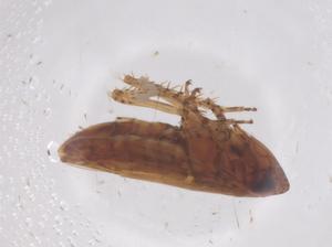  ( - CBG-B05000-C11)  @11 [ ] CreativeCommons - Attribution Share - Alike (2025) Centre for Biodiversity Genomics Centre for Biodiversity Genomics