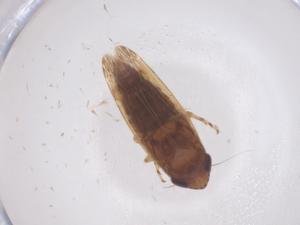  (Deltocephalus vulgaris - CBG-B05000-E04)  @11 [ ] CreativeCommons - Attribution Share - Alike (2025) Centre for Biodiversity Genomics Centre for Biodiversity Genomics