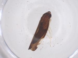  (Ujna - CBG-B05000-E11)  @11 [ ] CreativeCommons - Attribution Share - Alike (2025) Centre for Biodiversity Genomics Centre for Biodiversity Genomics