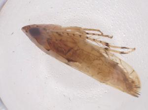  ( - CBG-B05000-G02)  @11 [ ] CreativeCommons - Attribution Share - Alike (2025) Centre for Biodiversity Genomics Centre for Biodiversity Genomics