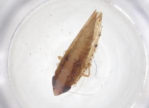  ( - CBG-B05001-H05)  @11 [ ] CreativeCommons - Attribution Share - Alike (2025) Centre for Biodiversity Genomics Centre for Biodiversity Genomics