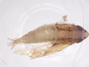  ( - CBG-B23679-G12)  @11 [ ] CreativeCommons - Attribution Share - Alike (2025) Centre for Biodiversity Genomics Centre for Biodiversity Genomics