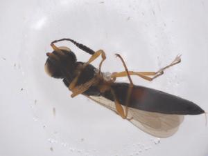  (Habroteleia - CBG-B23690-D02)  @11 [ ] CreativeCommons - Attribution Share - Alike (2025) Centre for Biodiversity Genomics Centre for Biodiversity Genomics