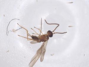  (Parahormius - CBG-B23755-E07)  @11 [ ] CreativeCommons - Attribution Share - Alike (2025) Centre for Biodiversity Genomics Centre for Biodiversity Genomics