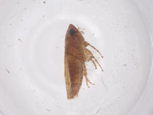  ( - CBG-B23757-A08)  @11 [ ] CreativeCommons - Attribution Share - Alike (2025) Centre for Biodiversity Genomics Centre for Biodiversity Genomics