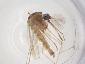  ( - CBG-B00209-A10)  @11 [ ] CreativeCommons - Attribution Share - Alike (2025) Centre for Biodiversity Genomics Centre for Biodiversity Genomics