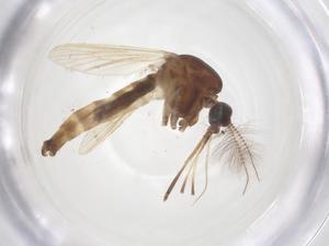  ( - CBG-B00209-H11)  @11 [ ] CreativeCommons - Attribution Share - Alike (2025) Centre for Biodiversity Genomics Centre for Biodiversity Genomics