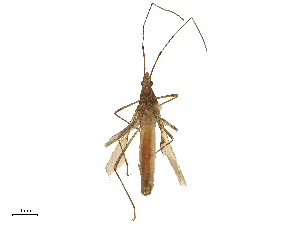  ( - CBG-B02556-H01)  @11 [ ] CreativeCommons - Attribution Share - Alike (2025) CBG Photography Group Centre for Biodiversity Genomics