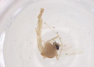  ( - CBG-B02753-D02)  @11 [ ] CreativeCommons - Attribution Share - Alike (2025) Centre for Biodiversity Genomics Centre for Biodiversity Genomics