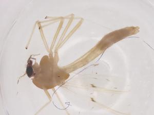  ( - CBG-B02753-D07)  @11 [ ] CreativeCommons - Attribution Share - Alike (2025) Centre for Biodiversity Genomics Centre for Biodiversity Genomics