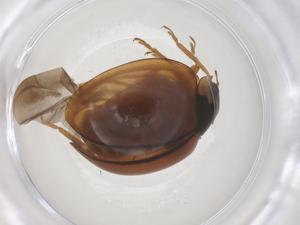  ( - CBG-B03083-A01)  @11 [ ] CreativeCommons - Attribution Share - Alike (2025) Centre for Biodiversity Genomics Centre for Biodiversity Genomics