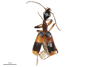  ( - CBG-B03160-B03)  @11 [ ] CreativeCommons - Attribution Share - Alike (2025) CBG Photography Group Centre for Biodiversity Genomics