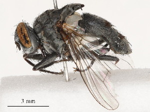  ( - CBG-B03168-A08)  @11 [ ] CreativeCommons - Attribution Share - Alike (2025) CBG Photography Group Centre for Biodiversity Genomics